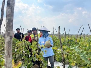Didampingi Ketua Paguyuban Gapoktan, Nurul Azizah Paslon 02 Bojonegoro Kunjungi Kebun Melon