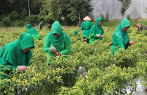 Persit KCK Cabang XXVIII, Panen Cabai di Lahan Ketahanan Pangan Kodim Bojonegoro