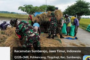 Babinsa Sumberrejo Bojonegoro bantu Petani Tlogohaji Memanen Padi