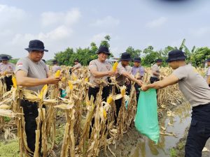 Dukung Ketahanan Pangan, Satbrimob Polda Jatim Kompi 3 YON C Bojonegoro Panen Jagung