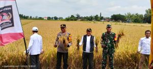 Genta Pangan Bojonegoro Sukses Panen Raya, Bukti Nyata Solusi Ketahanan Pangan