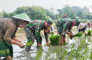 Babinsa Koramil Bubulan Bojonegoro Bantu Petani Tanam Padi, Dukung Ketahanan Pangan Nasional