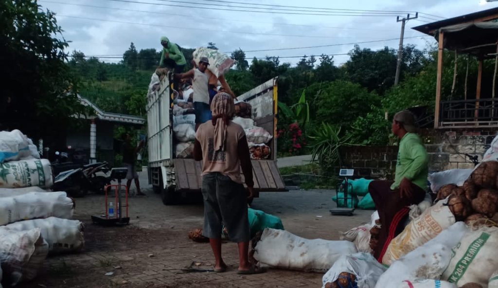 Harga Tinggi, Petani Porang Bojonegoro Bahagia