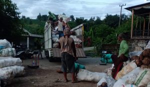 Harga Tinggi, Petani Porang Bojonegoro Bahagia