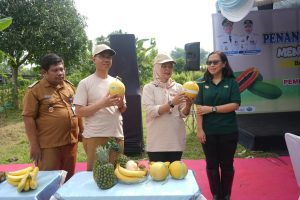 Tingkatkan Kesejahteraan Petani, Pemkab Bojonegoro Gandeng PT Sewu Segar Nusantara Tanam Pepaya California Perdana 