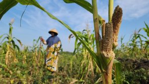 Hama Tikus Mengganas di Wotanngare, Lahan Jagung dan Kacang Hijau Rusak Parah