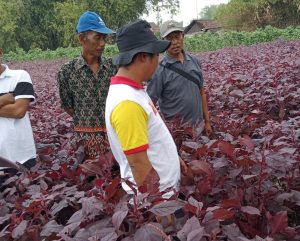Ingin Maksimalkan Panen Bayam, LPPNU PCNU Tuban Gelar Studi Banding di Sukorame Lamongan
