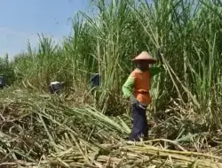 Bojonegoro Siapkan Bongkar Ratoon dan Perluasan Lahan Tebu 5.000 Hektare