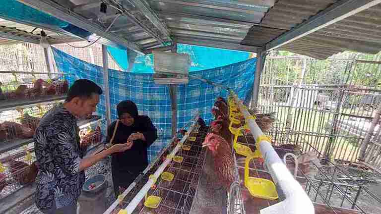 KPM Program GAYATRI Bojonegoro memberi pakan ayam petelur di Desa Mori Kecamatan Trucuk