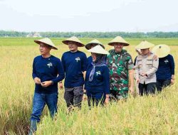 Produktivitas 11,4 Ton per Hektare, Pemkab Bojonegoro Dorong Pemakaian Benih Padi Gamagora 7