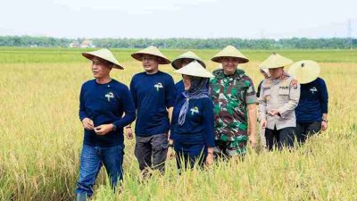Bupati dan jajaran Forkopimda Bojonegoro saat panen padi varietas Gamagora 7 di Desa Bayamgede