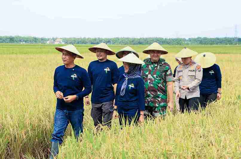Bupati dan jajaran Forkopimda Bojonegoro saat panen padi varietas Gamagora 7 di Desa Bayamgede