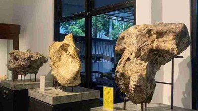 Tengkorak prasejarah koleksi Museum Rajekwesi Bojonegoro di ruang prasejarah