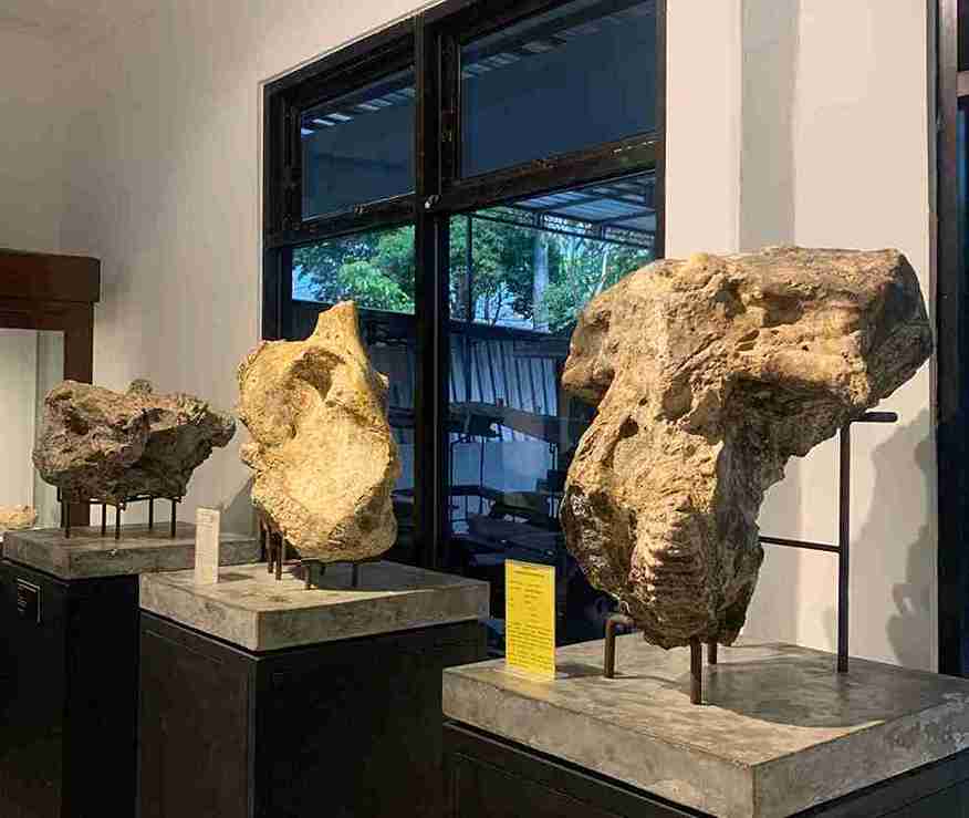 Tengkorak prasejarah koleksi Museum Rajekwesi Bojonegoro di ruang prasejarah