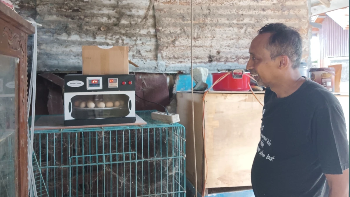 Yuli menunjukkan alat penetas telur elektrik