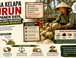 Harga Kelapa Turun Saat Panen Raya, Tetapi Tidak Semua yang Beredar Perlu Langsung Dipercaya