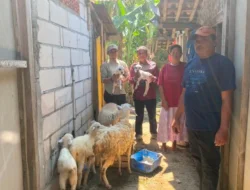 Dari 2 Menjadi 7 Ekor, Program Domba Kesejahteraan Bojonegoro Berbuah Nyata