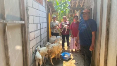 Peternak penerima Program Domba Kesejahteraan Bojonegoro menunjukkan ternak kambing yang berkembang dari bantuan pemerintah.