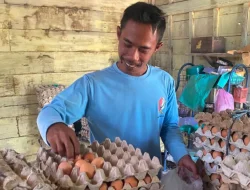 Kelompok GAYATRI Sengon Kembangkan Sistem Barter Telur dan Pakan untuk Dukung Peternak
