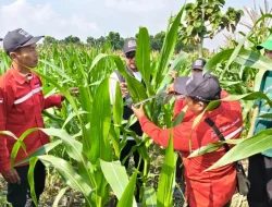 EMCL Tekan Biaya Produksi Jagung Hingga 30 Persen Di Desa Tengger