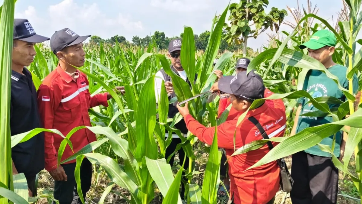 Petani Desa Tengger Bojonegoro mengikuti praktik budidaya jagung pada Demo Plot program pertanian berkelanjutan EMCL bersama INSPEKTRA