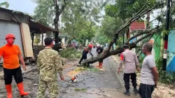 Hujan Deras Picu Pohon Tumbang di Dander, Atap Rumah Warga Rusak