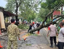 Hujan Deras Picu Pohon Tumbang di Dander, Atap Rumah Warga Rusak