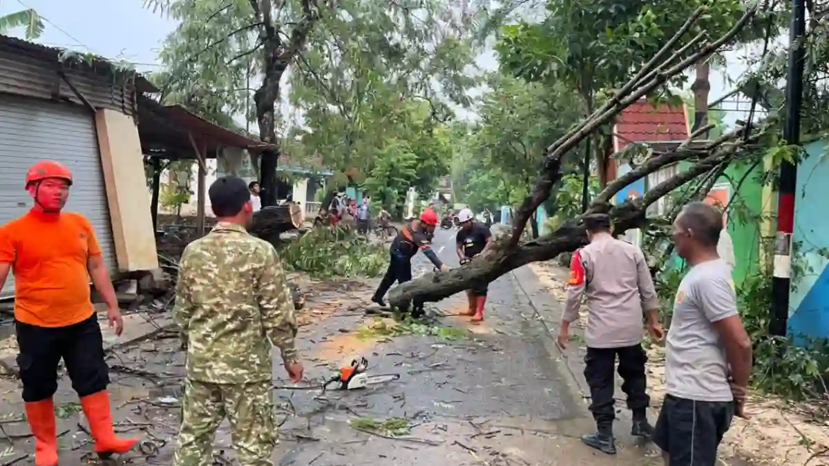 Petugas mengevakuasi pohon tumbang di jalan wilayah Dander, Bojonegoro.